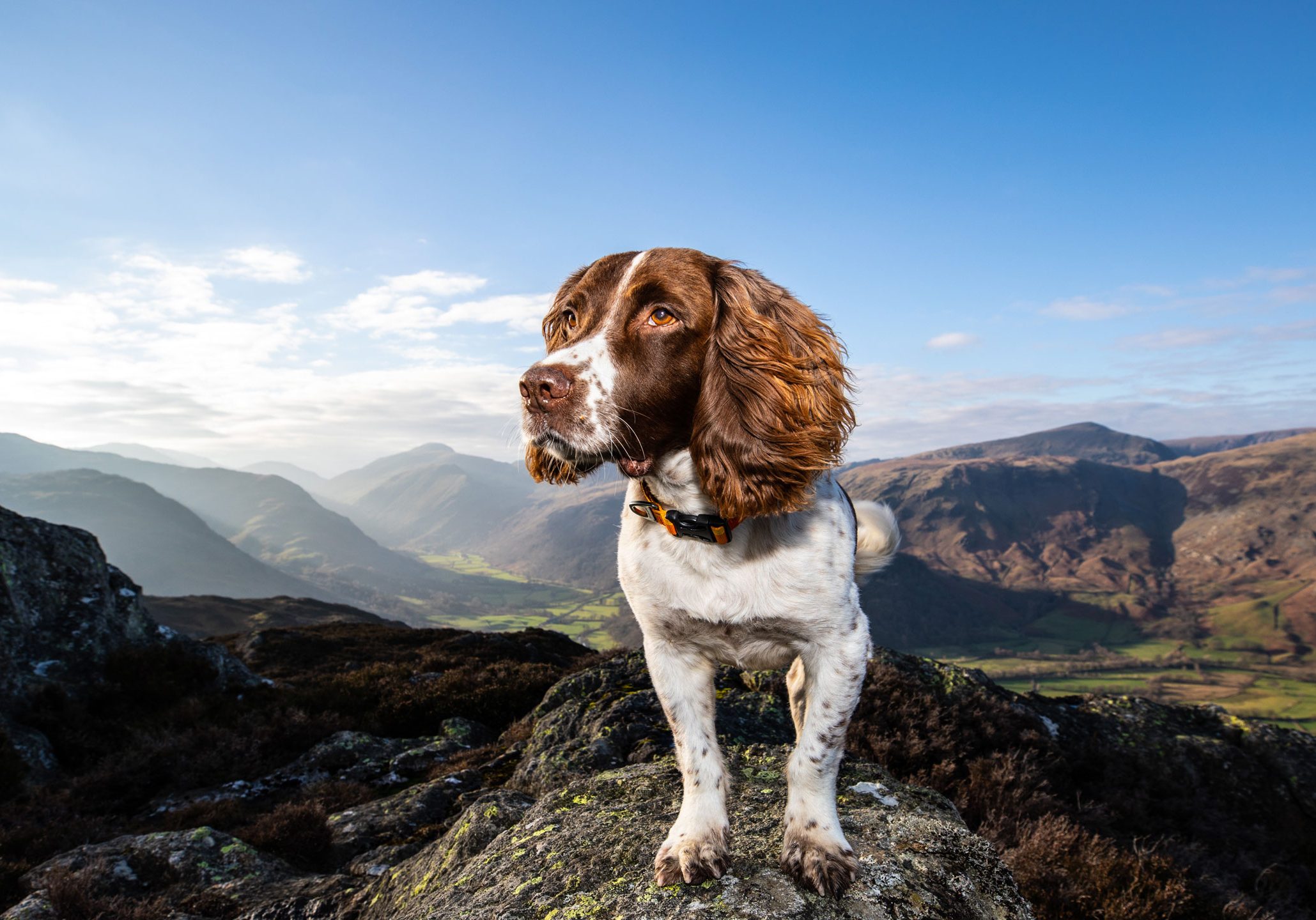 Max the Miracle Dog