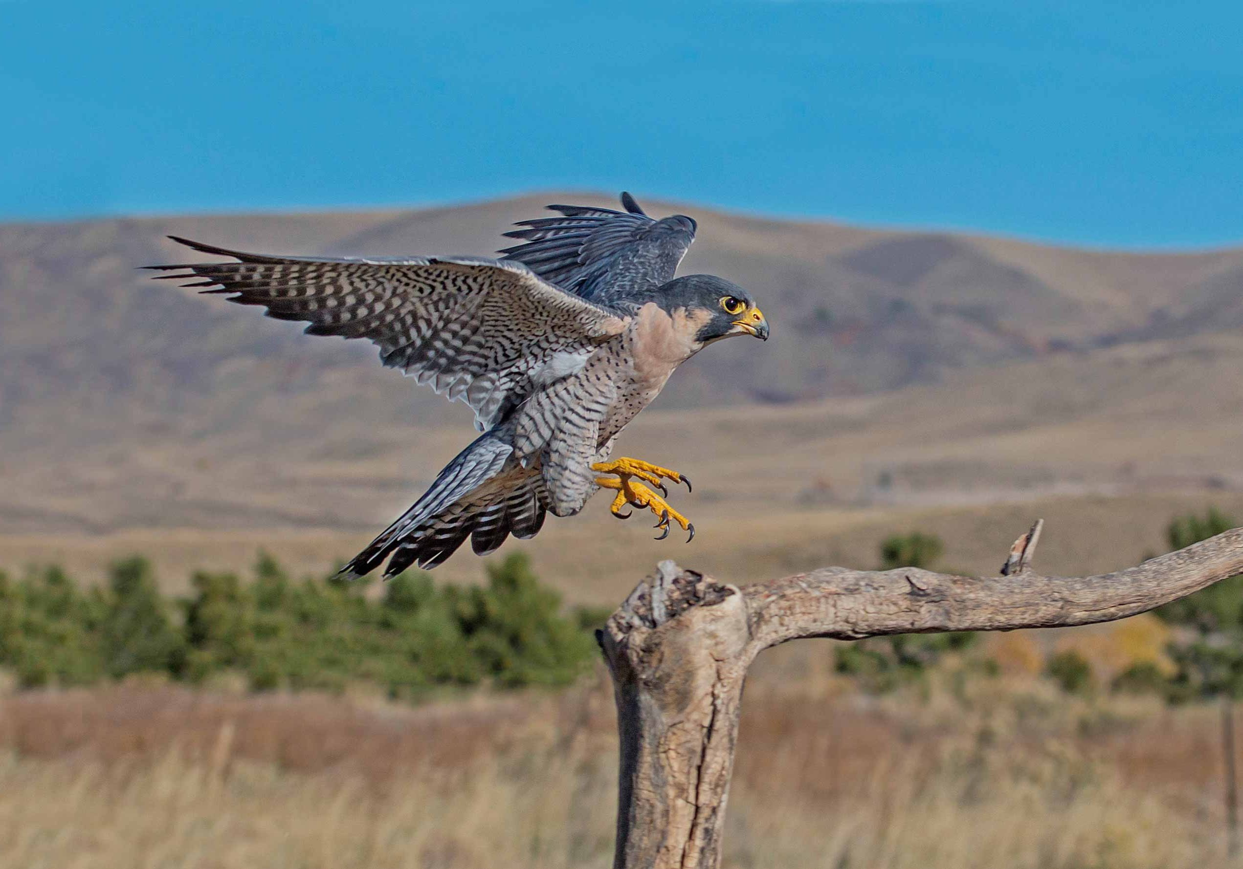 Birdwatching Walks in Bowland