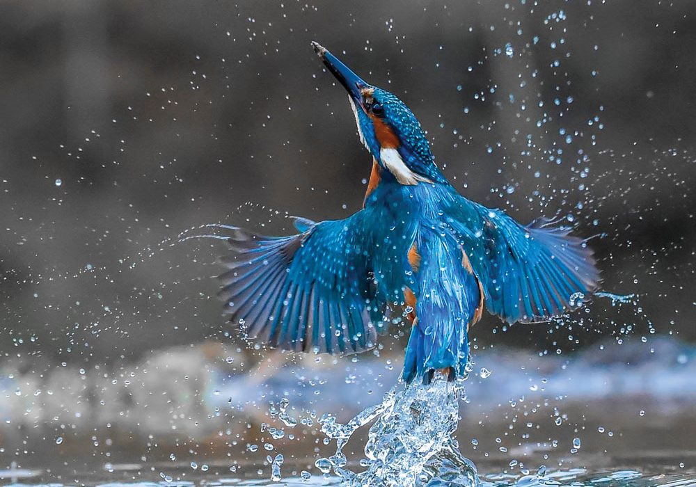 Kingfisher, Stephen Root from Burnley