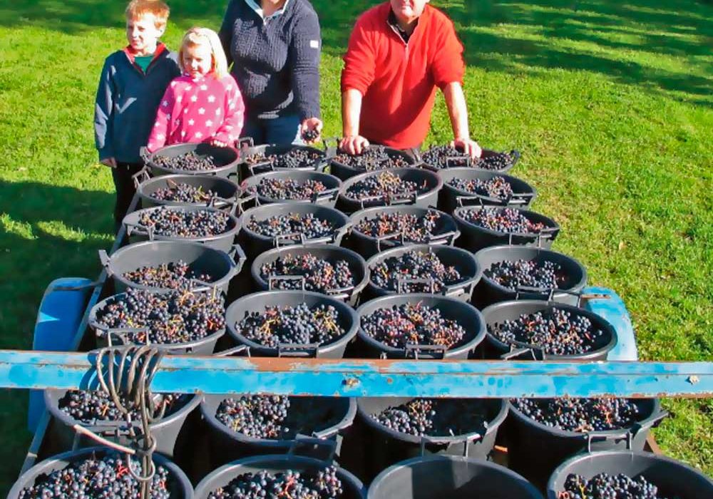 Yorkshire Heart Vineyard