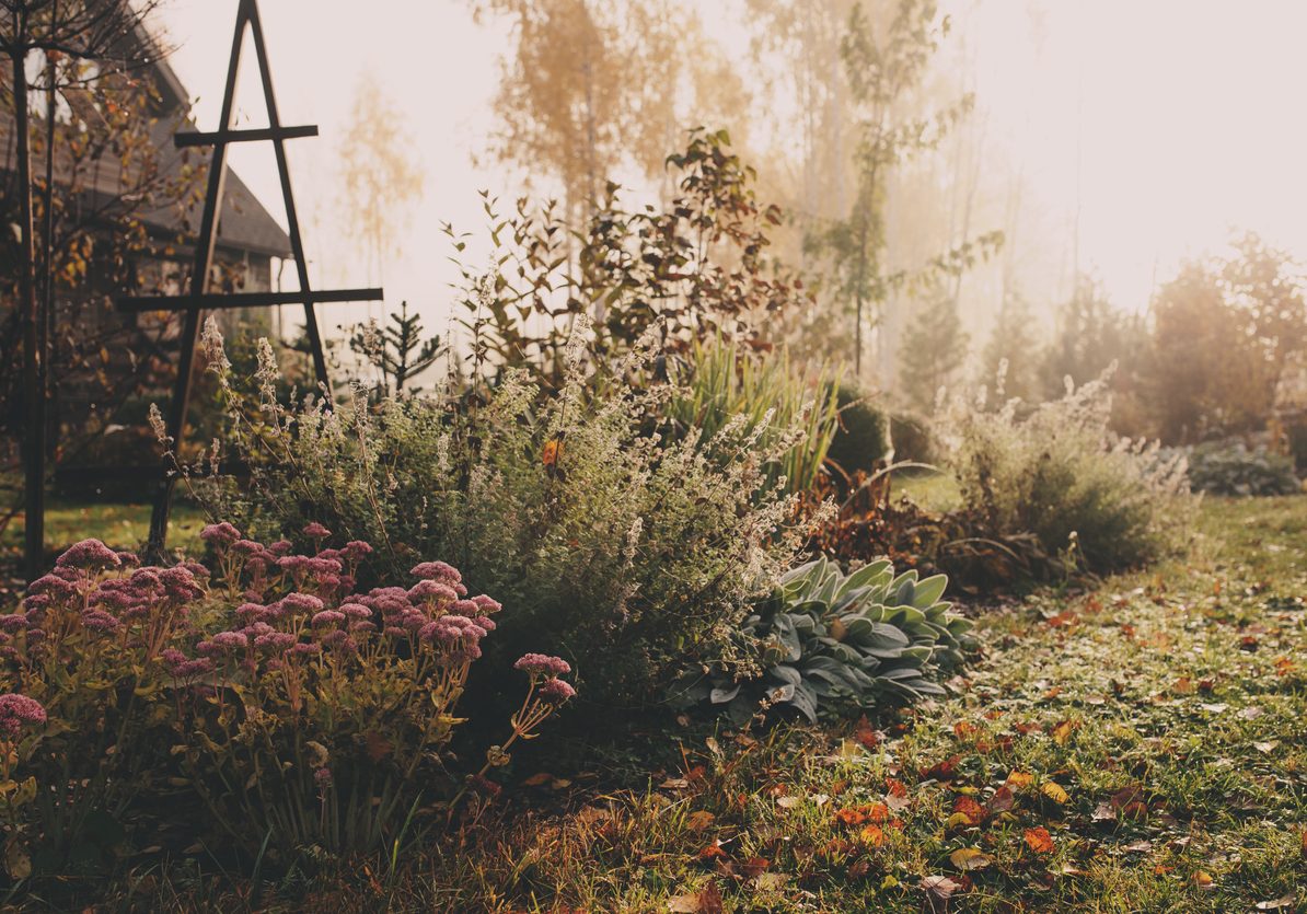 fog in early morning in late autumn or winter garden. Frosty beautiful rural view with pathway, lawn and plants.