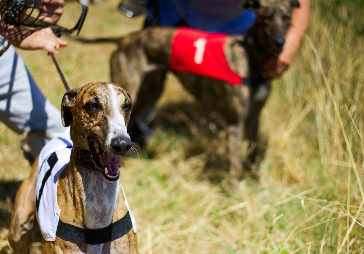 greyhound racing competition
