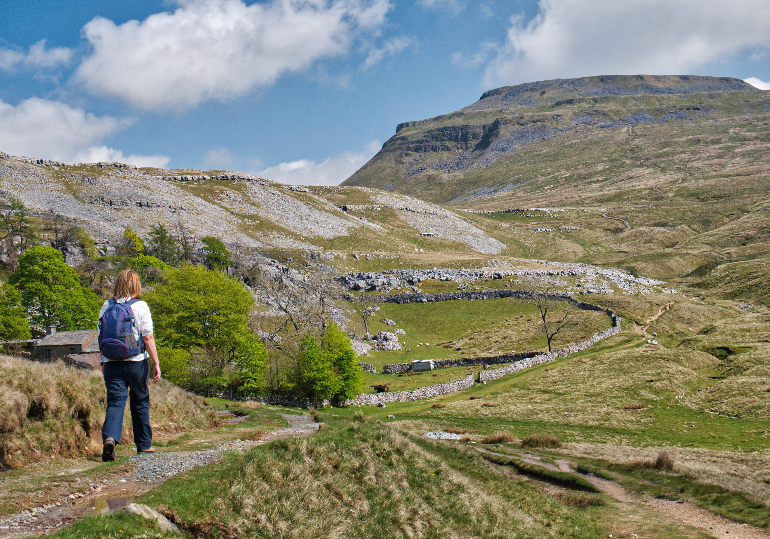 A single walker on the path by Crina Bottom, heading for Ingleborough, in the background, in the Yorkshire Dales, UK