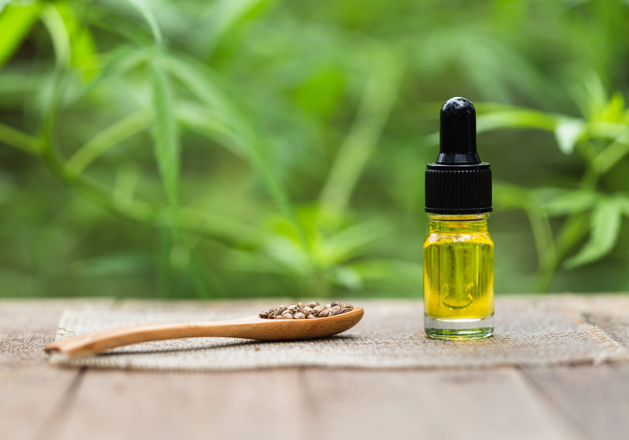 CBD Hemp oil, marijuana plant and cannabis oil on wooden table, medical marijuana oil concept