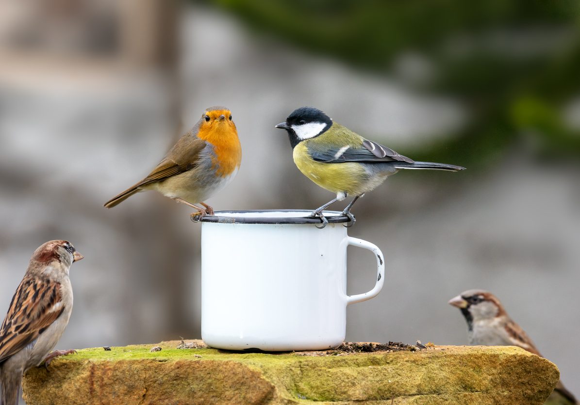 Three birds sitting on the edge of a tin cup