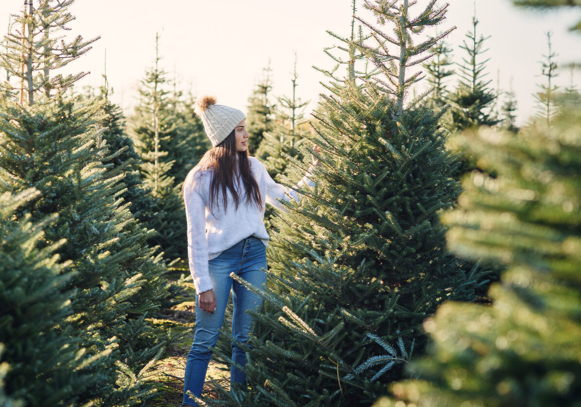 How to Pick the Perfect Christmas Tree