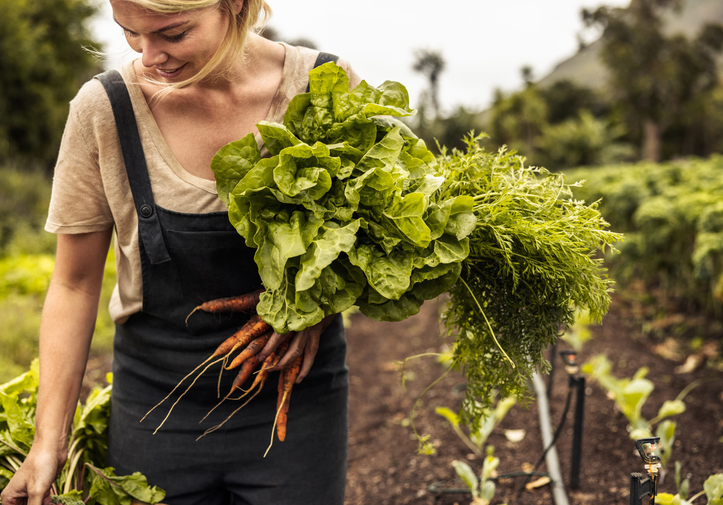 Smiling organic farmer holding freshly picked vegetables in an agricultural field. Self-sustainable young woman gathering fresh green produce in her garden during harvest season.