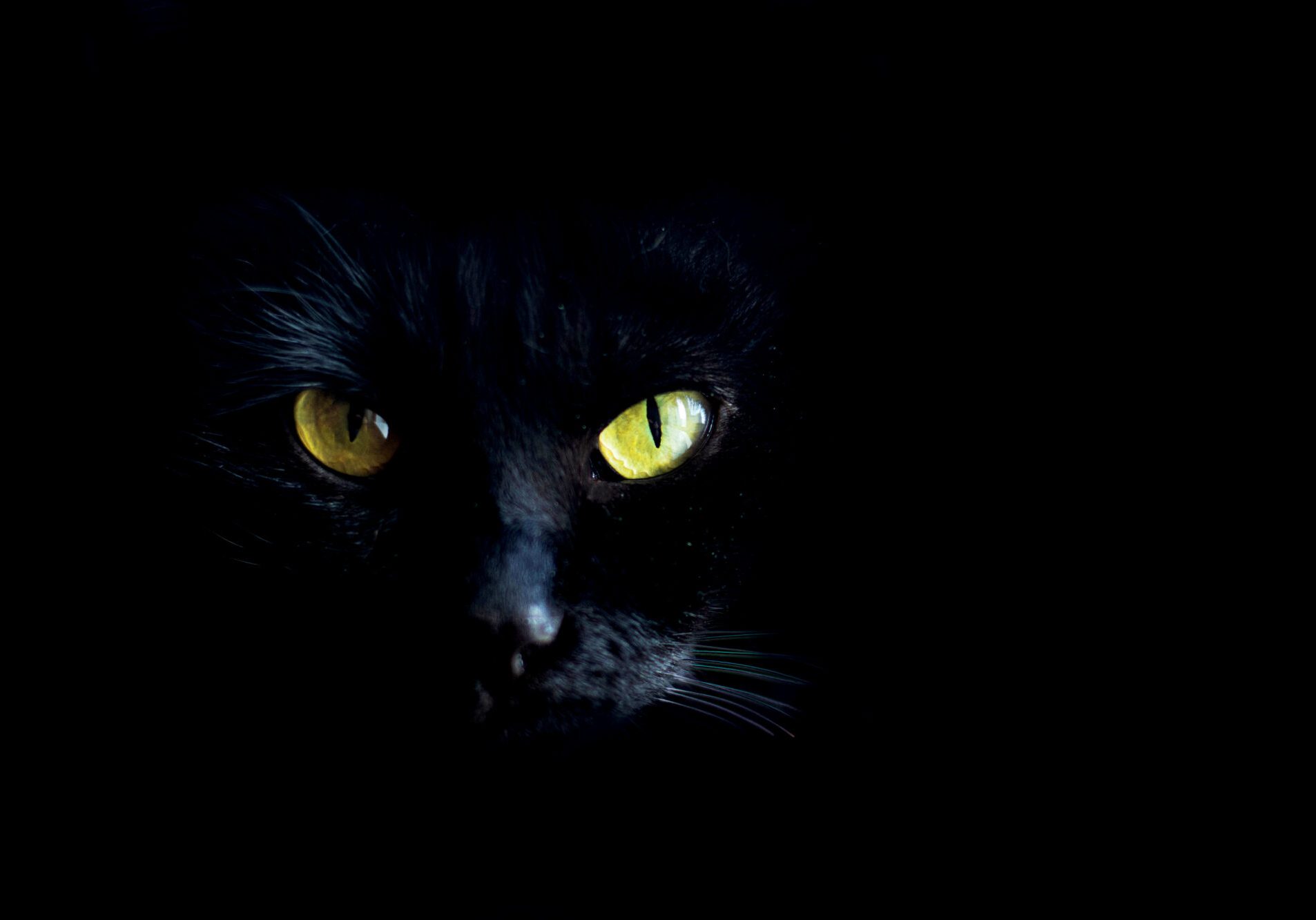 A black cat with yellow eyes looks into the camera, a close-up portrait of a cat on a black background.