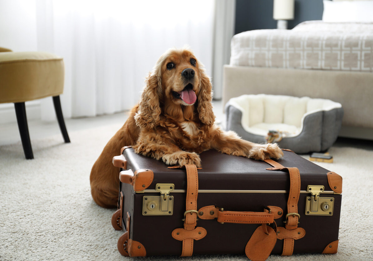 Cute English Cocker Spaniel and suitcase indoors. Pet friendly hotel