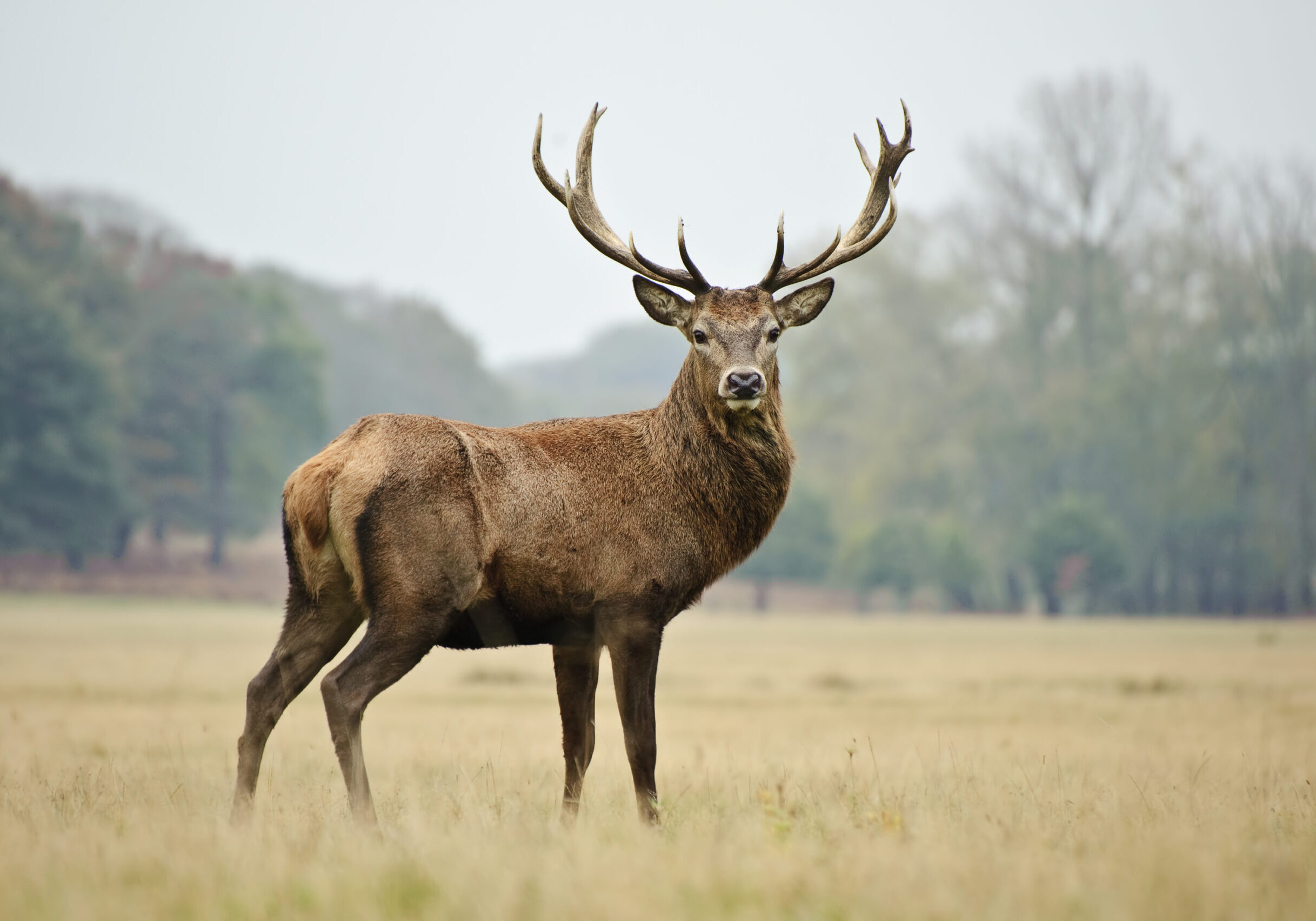 Portrait of majestic powerful adult red deer stag in Autumn Fall forest