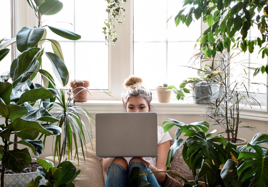 Certain varieties of houseplants can fight mould