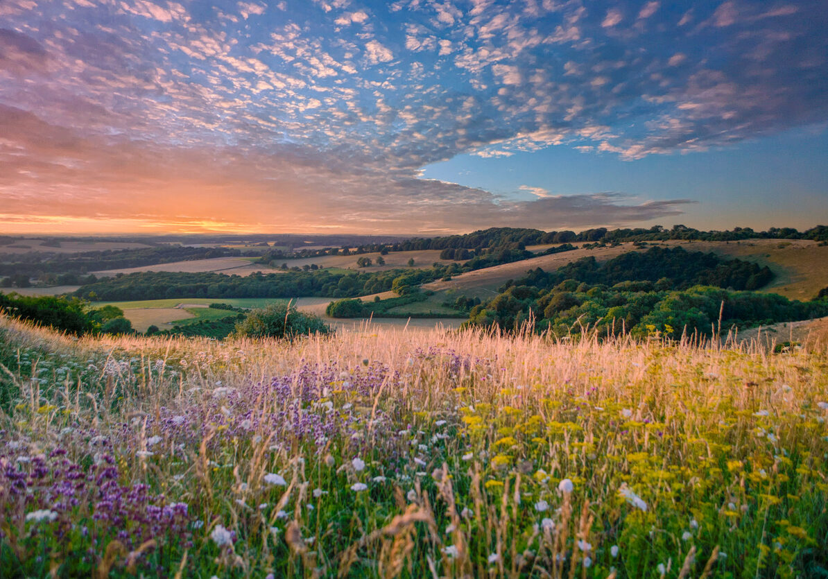 South Downs Landscape