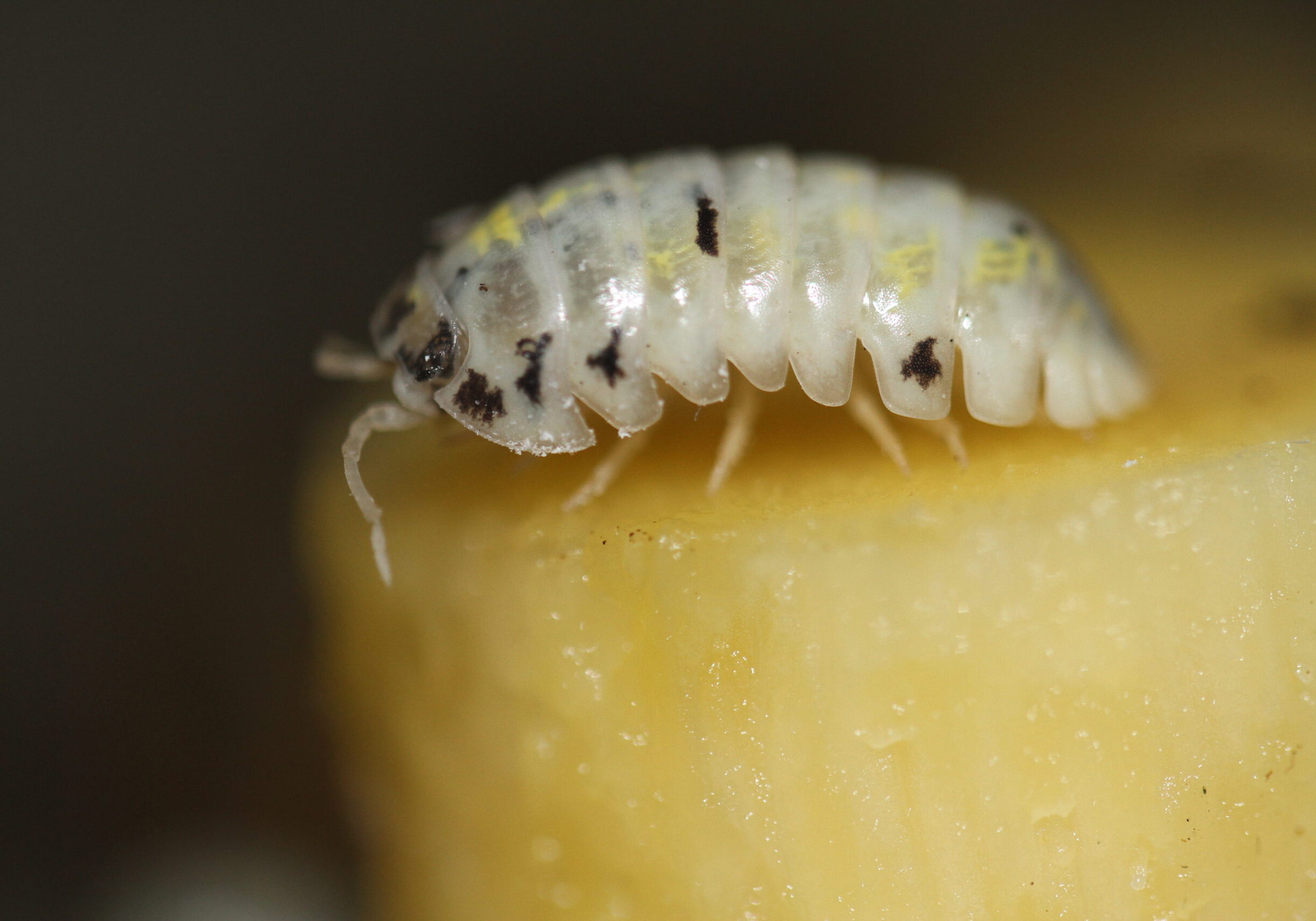 isopods woodlouse pill bugs armadillidium vulgare magic potion