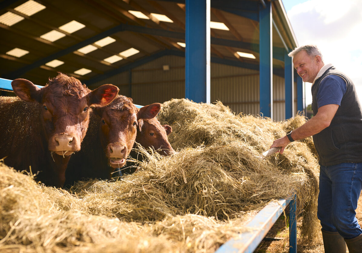 Male Farm Worker Using Pitchfork To Feed Hay To Cattle In Barn