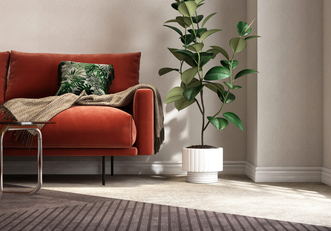 Red velvet mid century retro sofa, coffee table, Indian rubber tree on gray carpet floor in living room in sunlight on white wall for modern, luxury interior design decoration background 3D