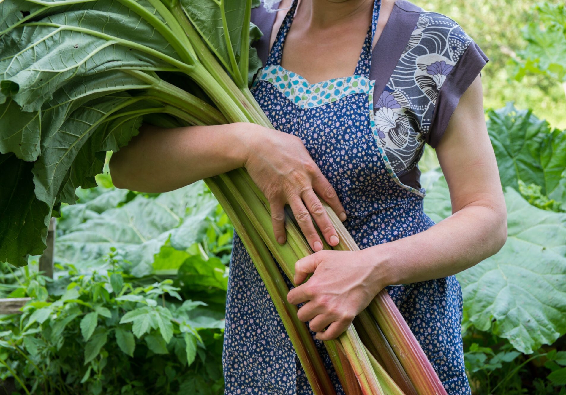 Woman holding rhubarb