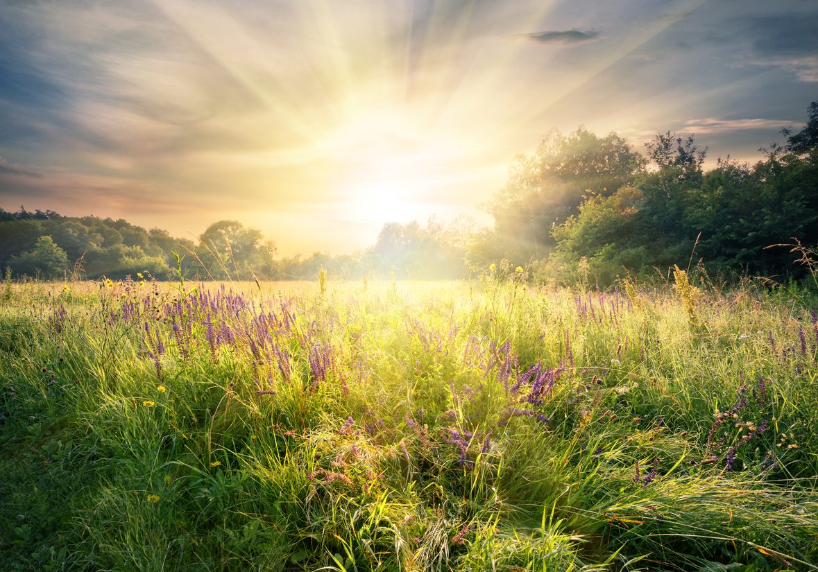 Meadow with wildflowers under the bright sun