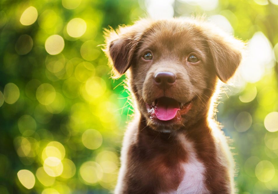 New store puppy costs