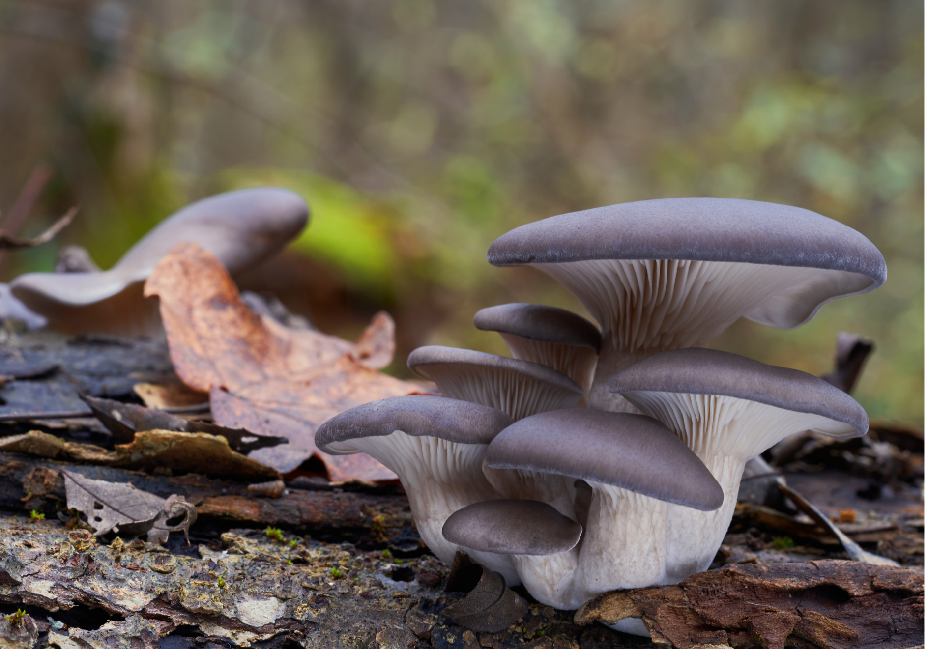 Foraging Oyster Mushrooms in late autumn