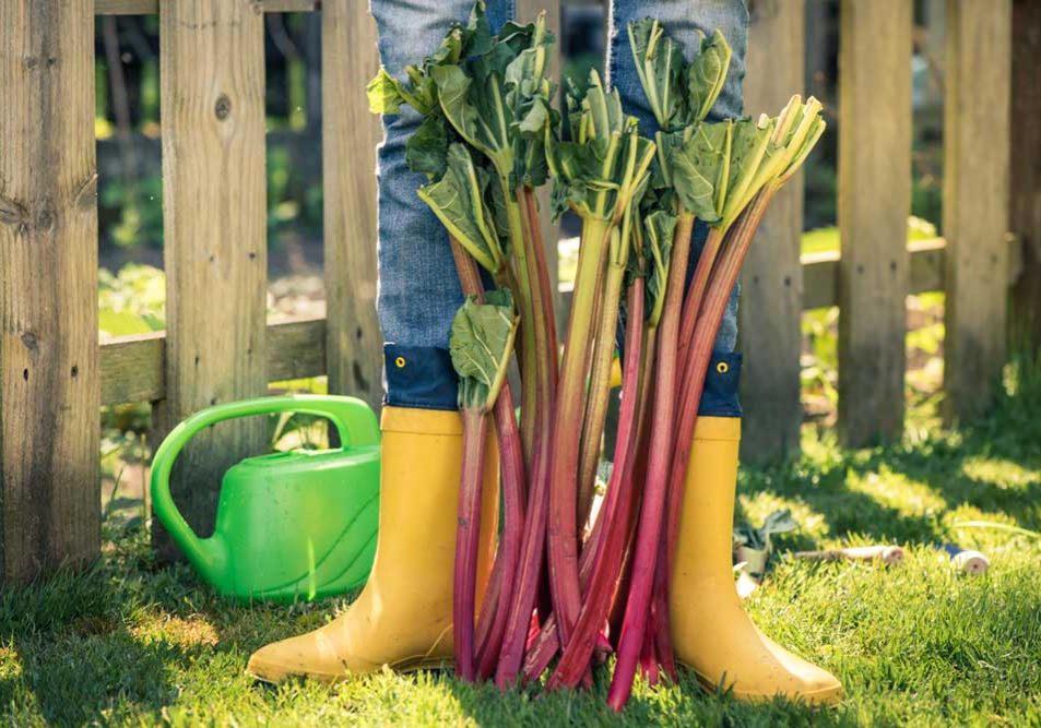 Rhubarb Triangle