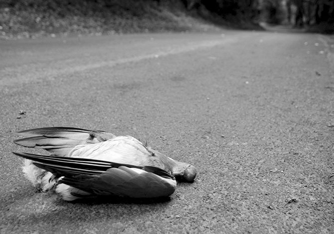 road kill